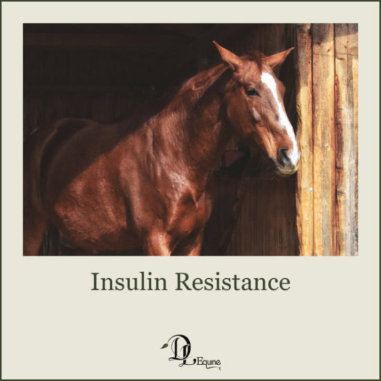 Insulin Resistance DL Equine