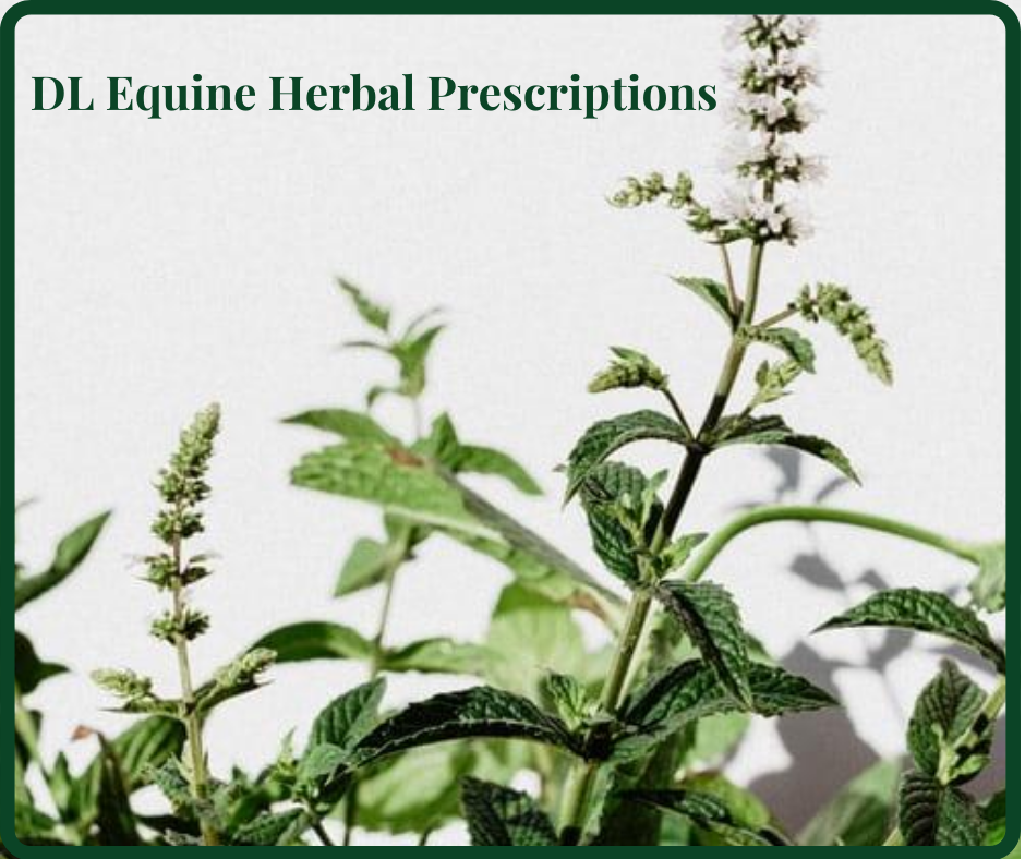Herbal Prescriptions DL Equine