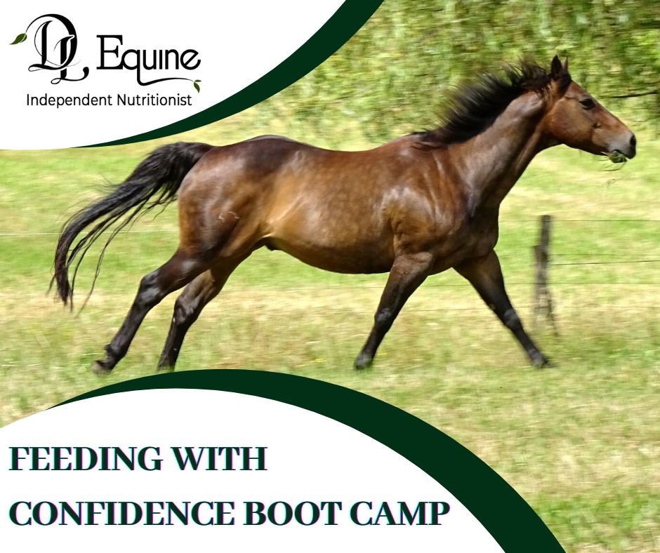 DL Equine Nutrition Feeding with Confidence Bootcamp
