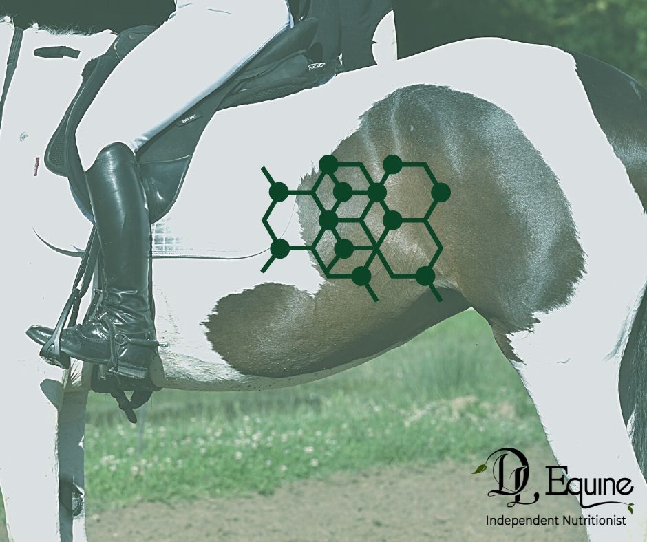 Equine Hind Gut Dysbiosis DL Equine