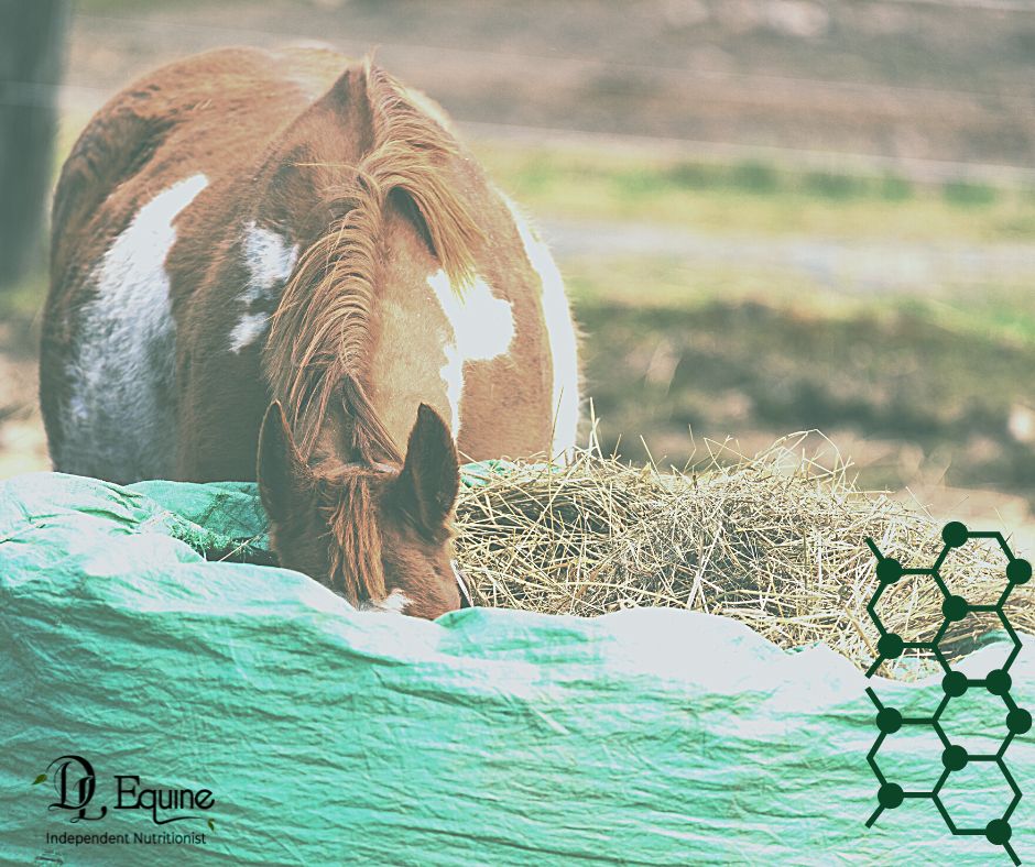 Hay, Haylage, Bailage or Silage??? DL Equine