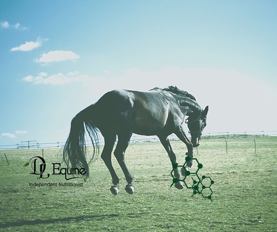 Magnesium, Grass and your Horse DL Equine